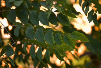 Gymnocladus dioicus, canadensis - nahovětvec dvoudomý, kanadský - listy